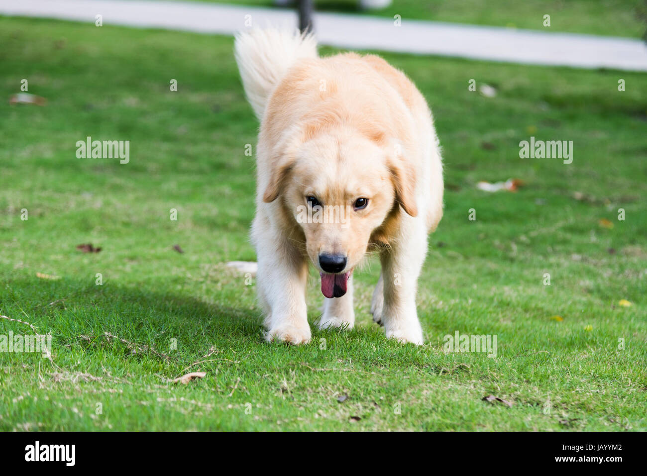 A golden retriever playing on the grass Stock Photo - Alamy
