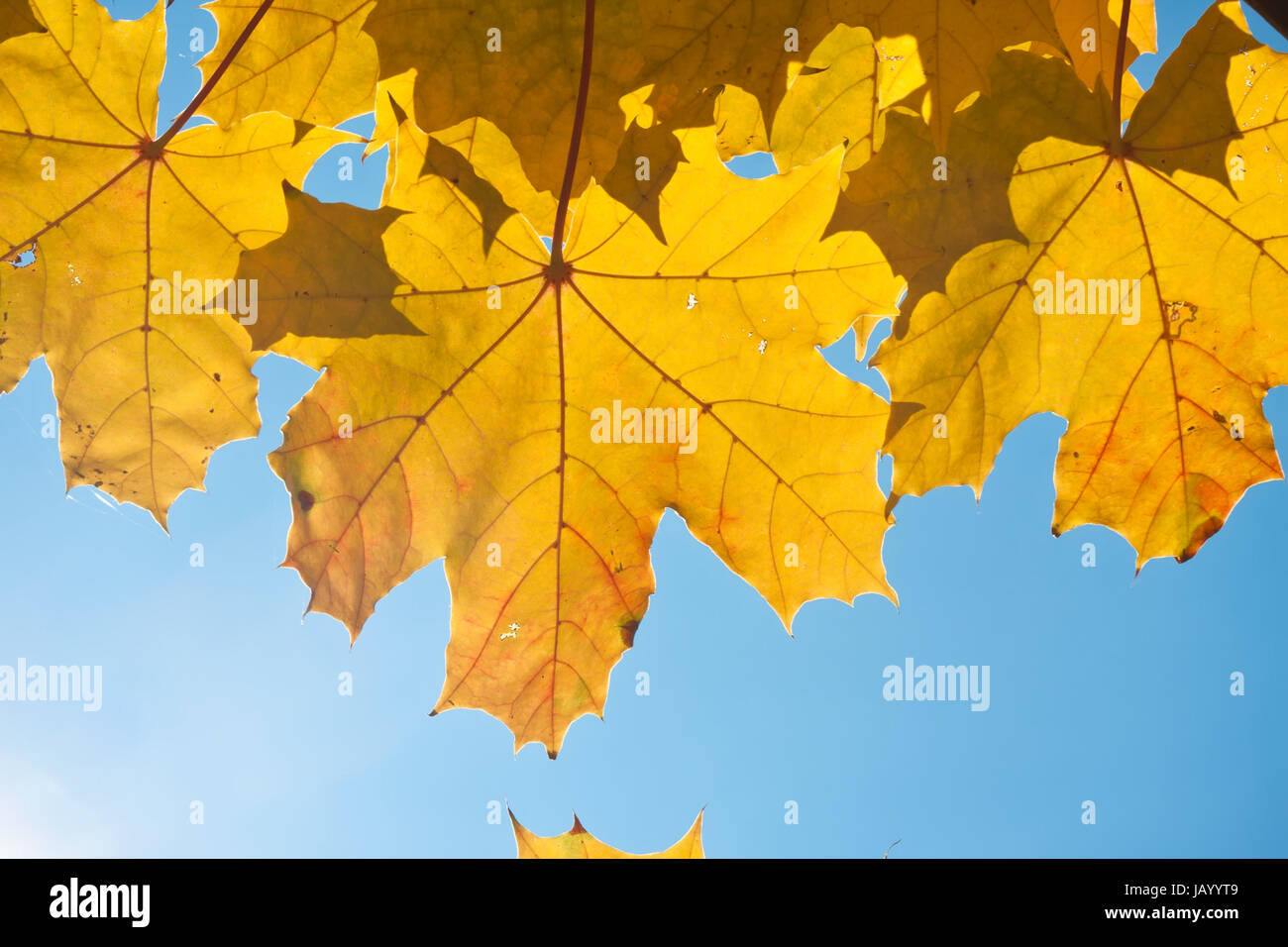 Beautiful photo of autumn maple with golden yellow leaves Stock Photo ...