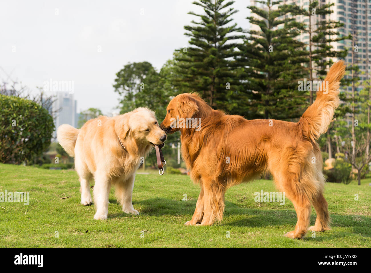 Two golden retrievers playing on the grass Stock Photo - Alamy