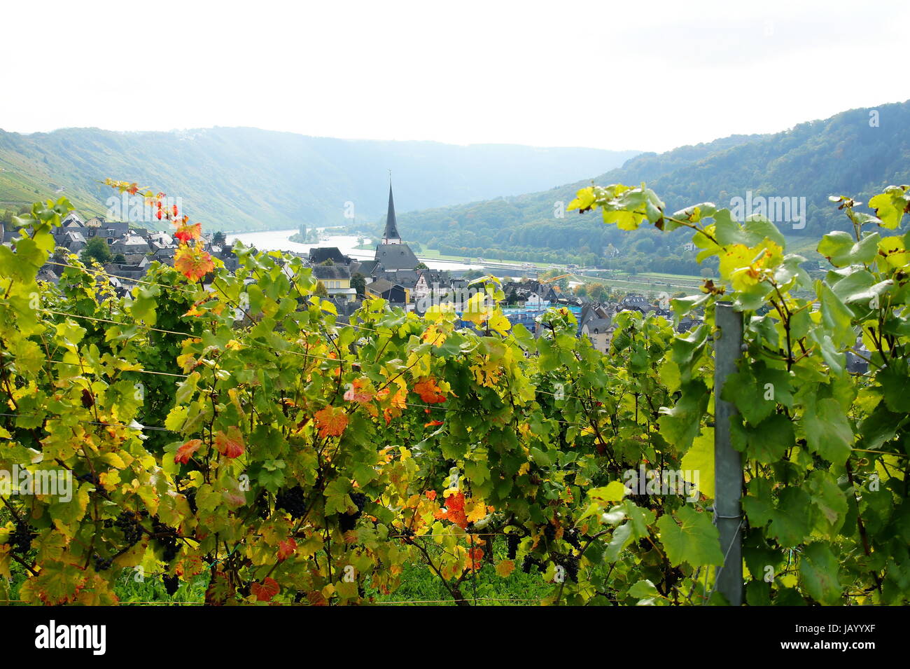 Enkirch an der Mosel im Herbst mit bunten Weinreben Stock Photo