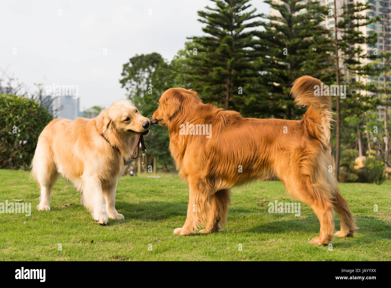 Two golden retrievers playing on the grass Stock Photo - Alamy