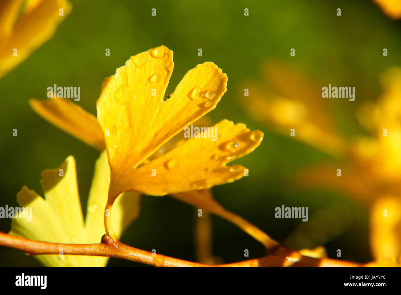 gelbes Gingkoblatt mit Wassertropfen Makro Stock Photo