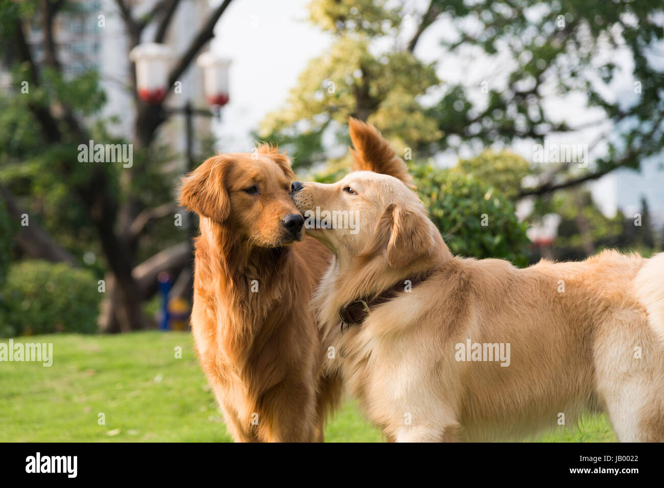 Two golden retrievers playing on the grass Stock Photo - Alamy