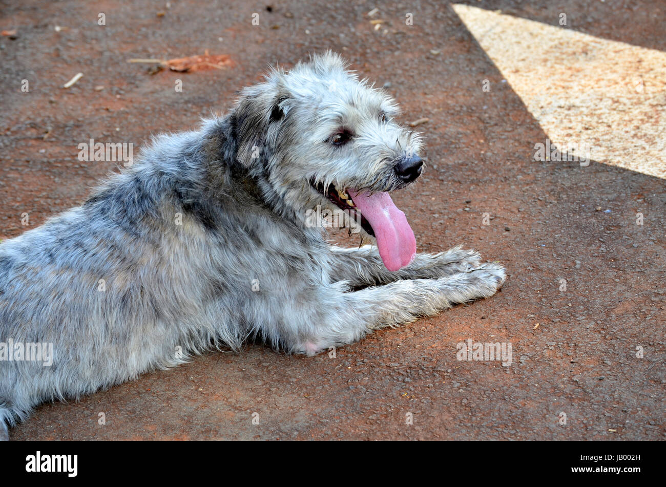 Why Is My Dogs Tongue Gray