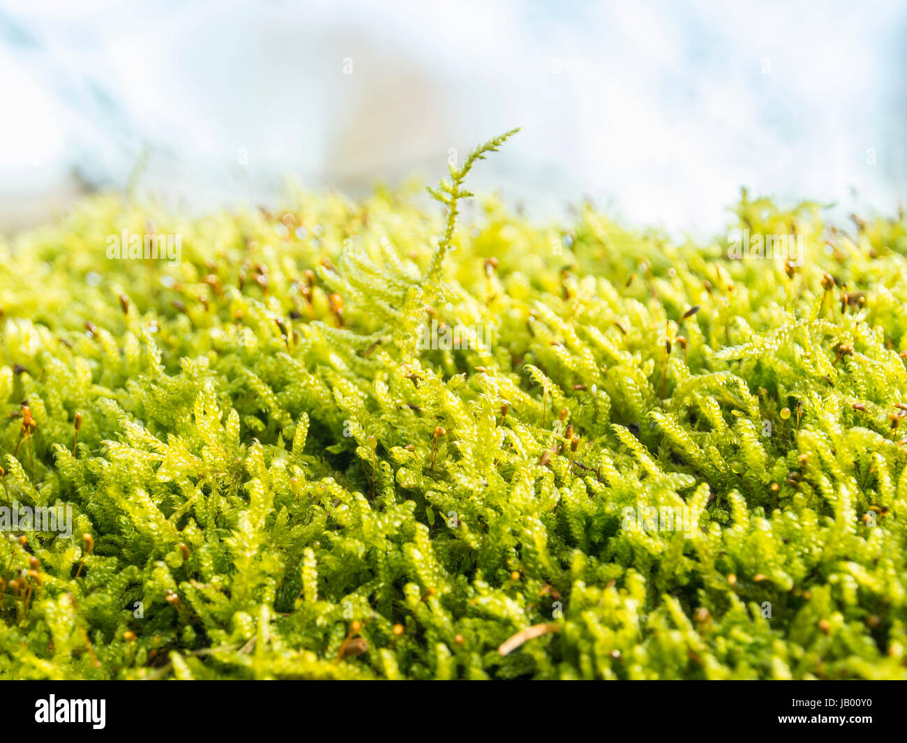 Close-up image of green moos Stock Photo