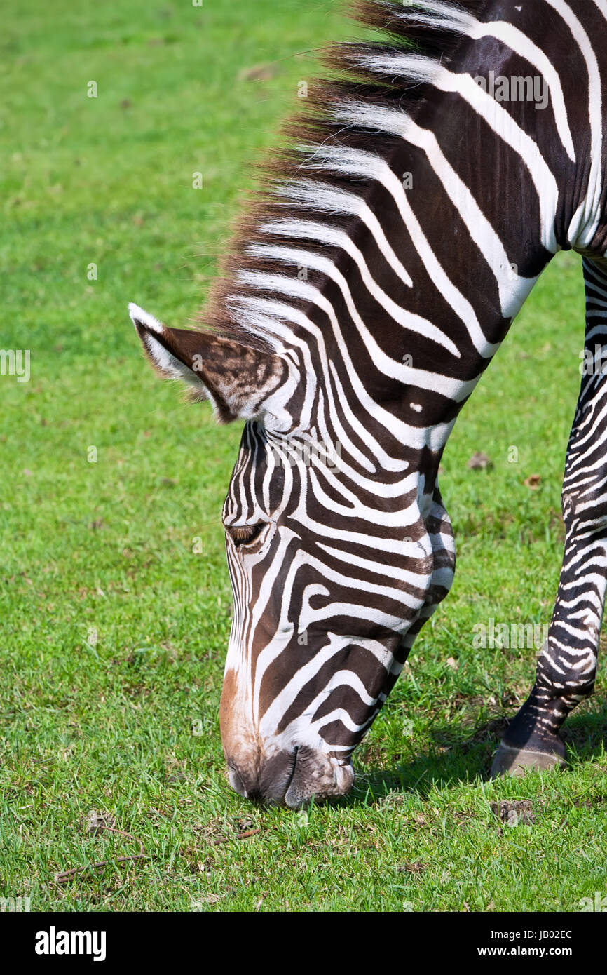 Nice close-up photo of young male zebra in zoo Stock Photo - Alamy