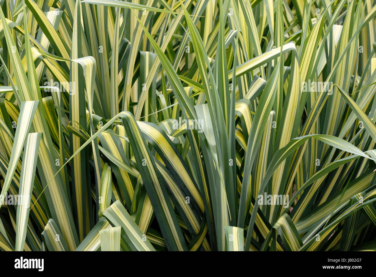 Closeup background of tall, evergreen ornamental sedge grass showing long leaves with green on the borders and a yellow gold stripe running down the center of each leaf growing in south Florida. Stock Photo