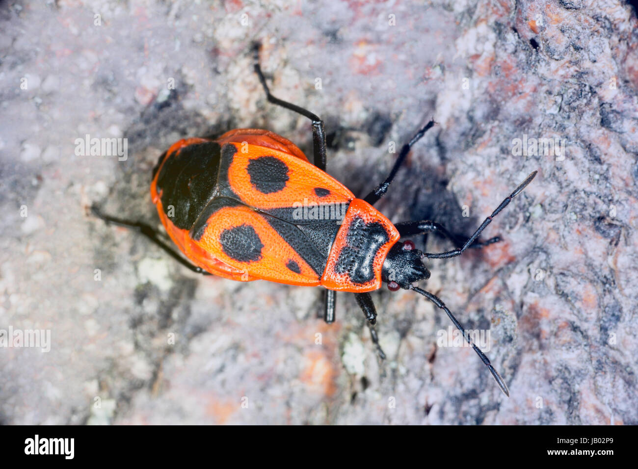 Bright colored bugs, red and black Stock Photo Alamy
