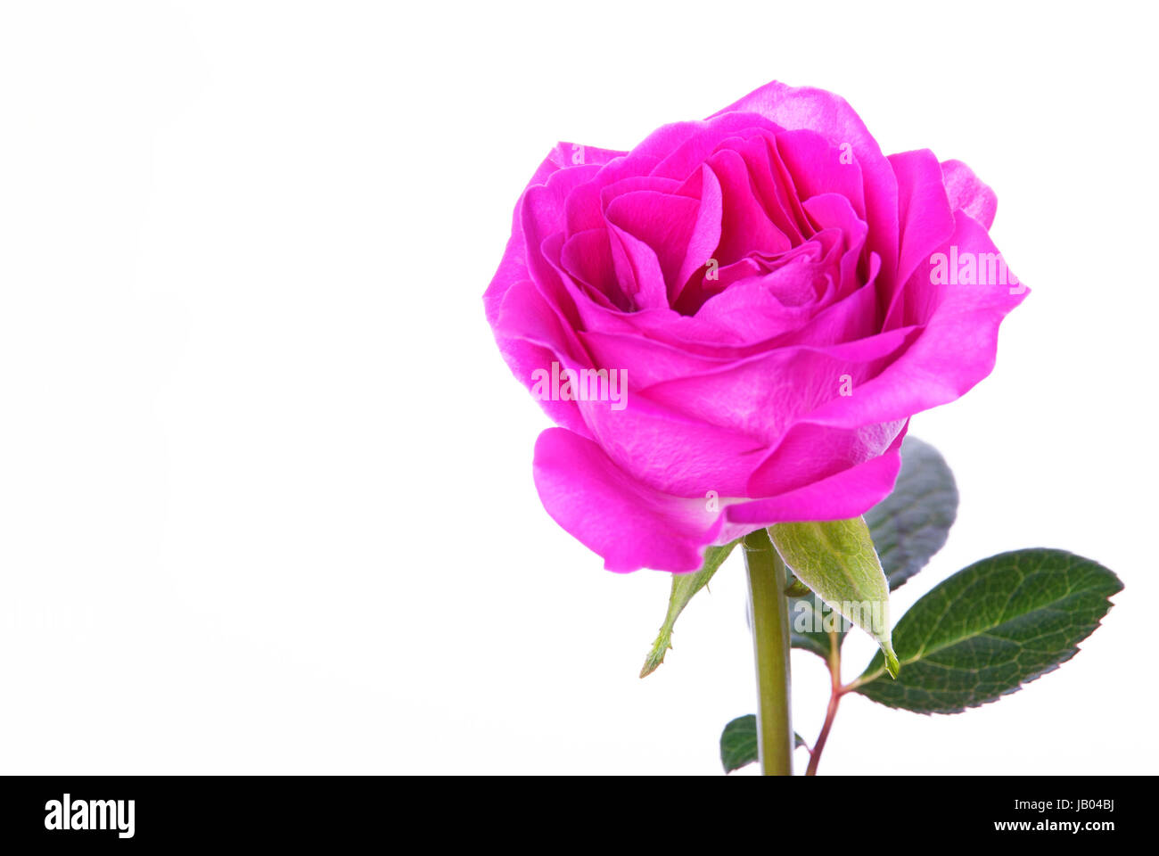 A Pink Rose Isolated on White with Green Leaves Stock Photo - Alamy