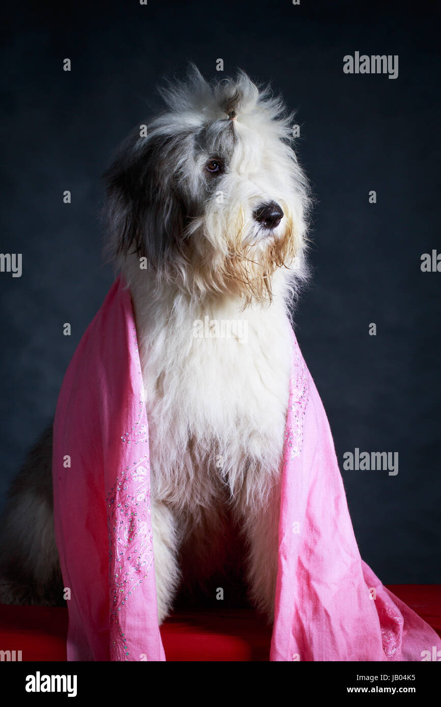 Old English Sheepdog Stock Photo Alamy