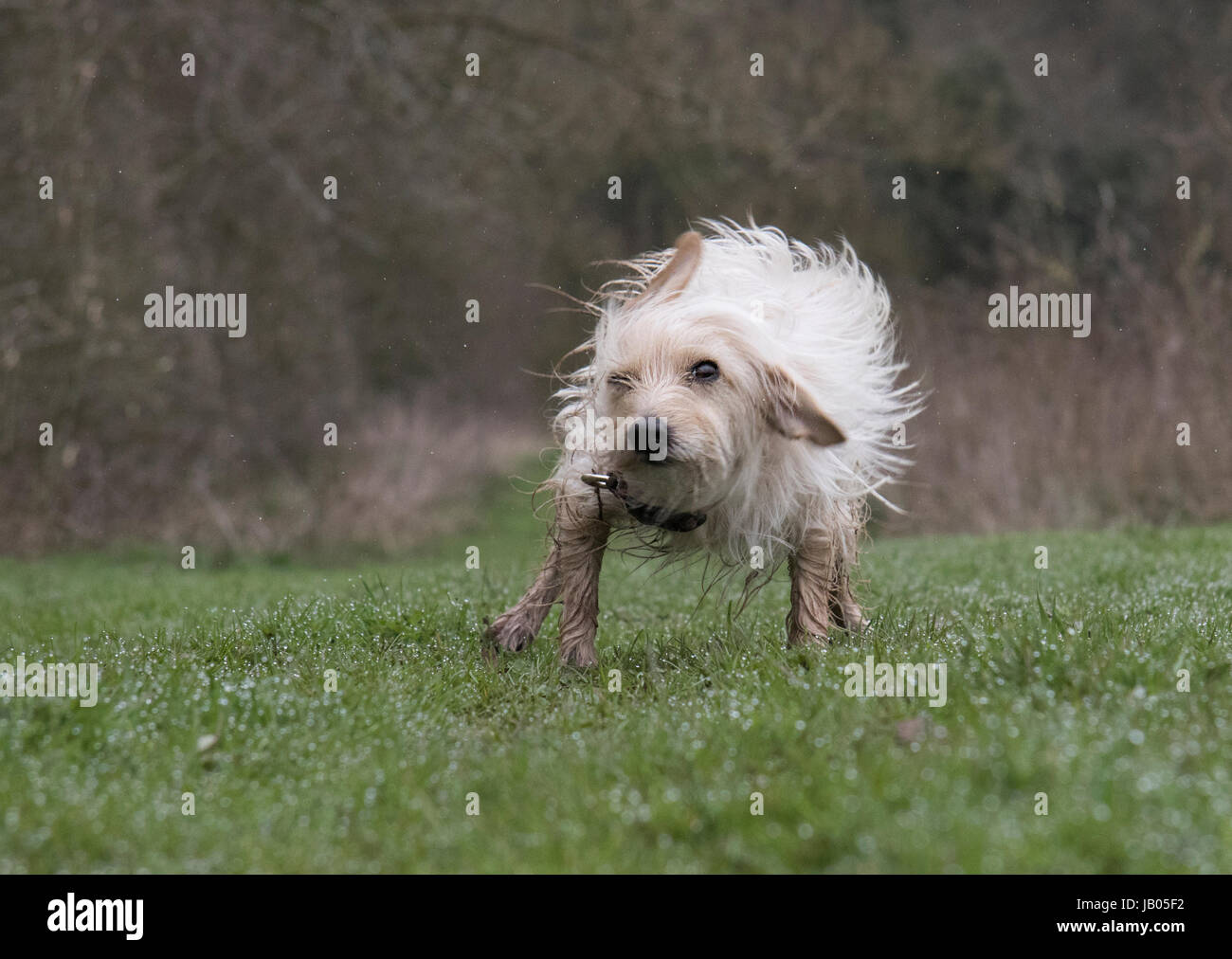 Wet muddy dog shaking hires stock photography and images Alamy