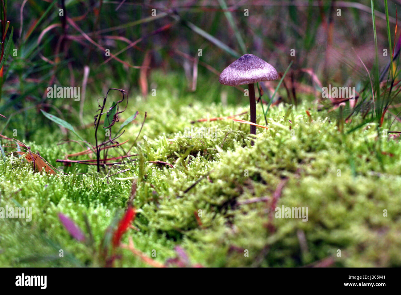 hat progenies Stock Photo