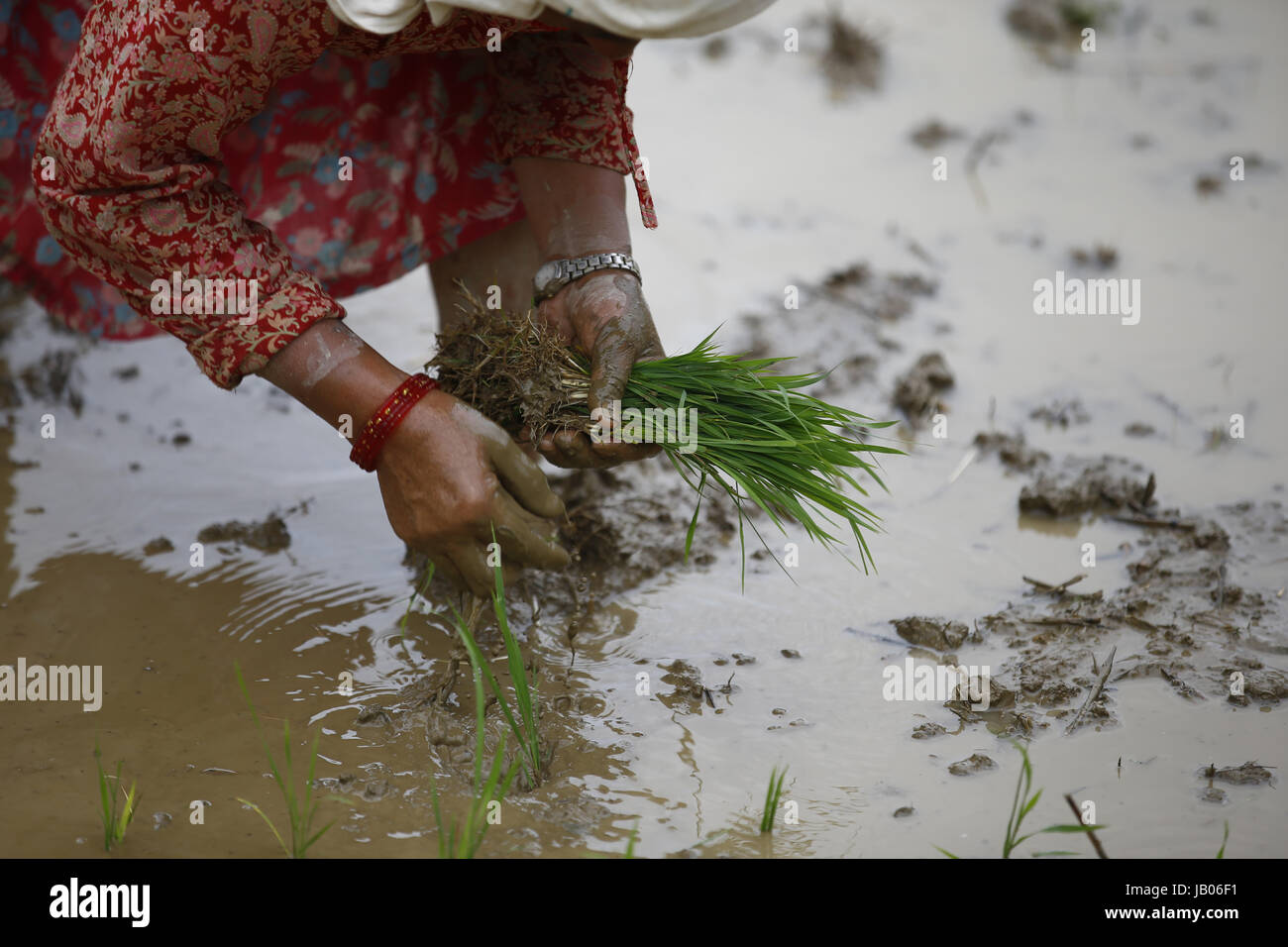 Nepal rice planting festival hi-res stock photography and images - Alamy