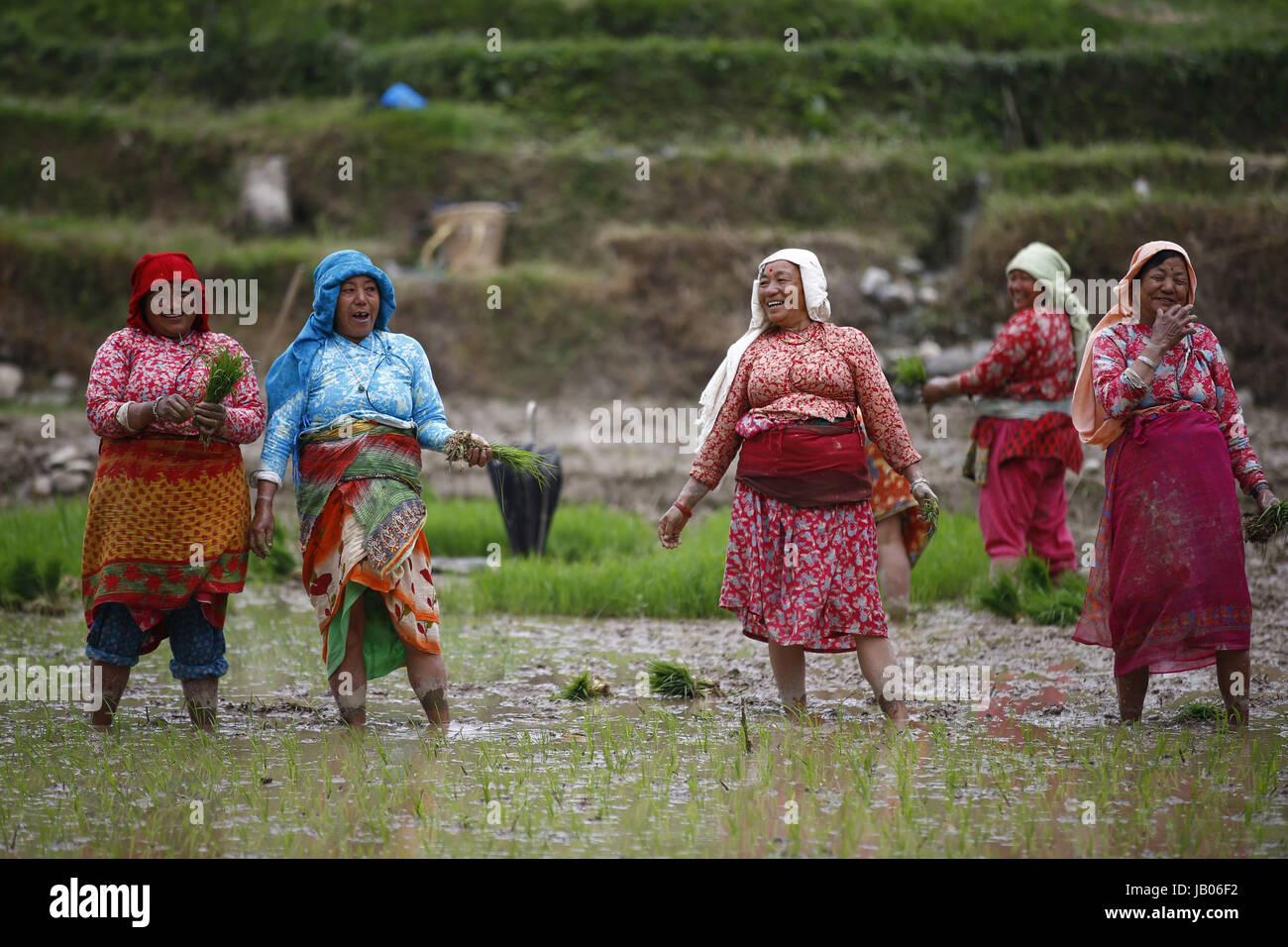 Rice planting season in nepal hi-res stock photography and images - Alamy