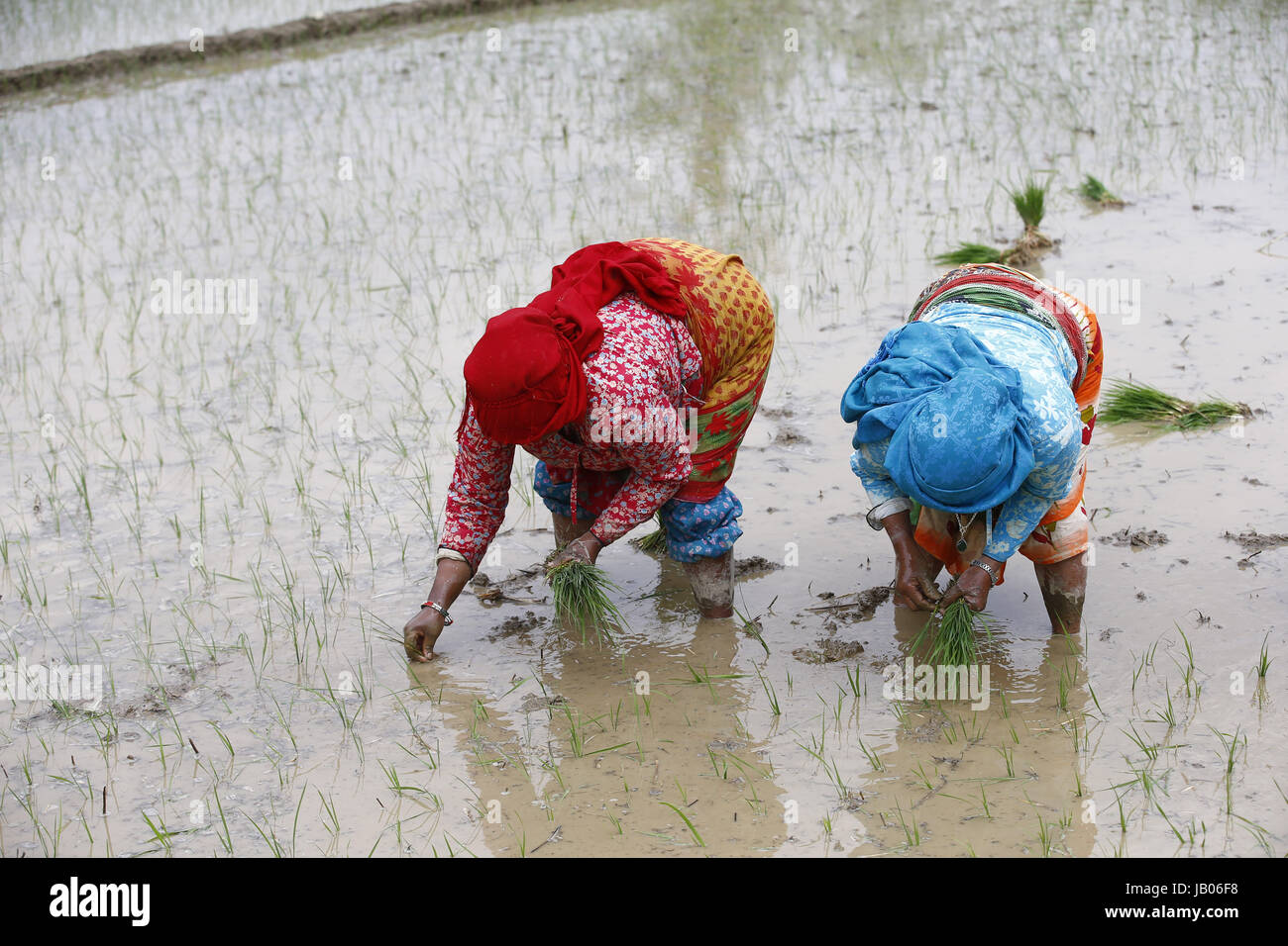 Annual rice planting season hi-res stock photography and images - Alamy