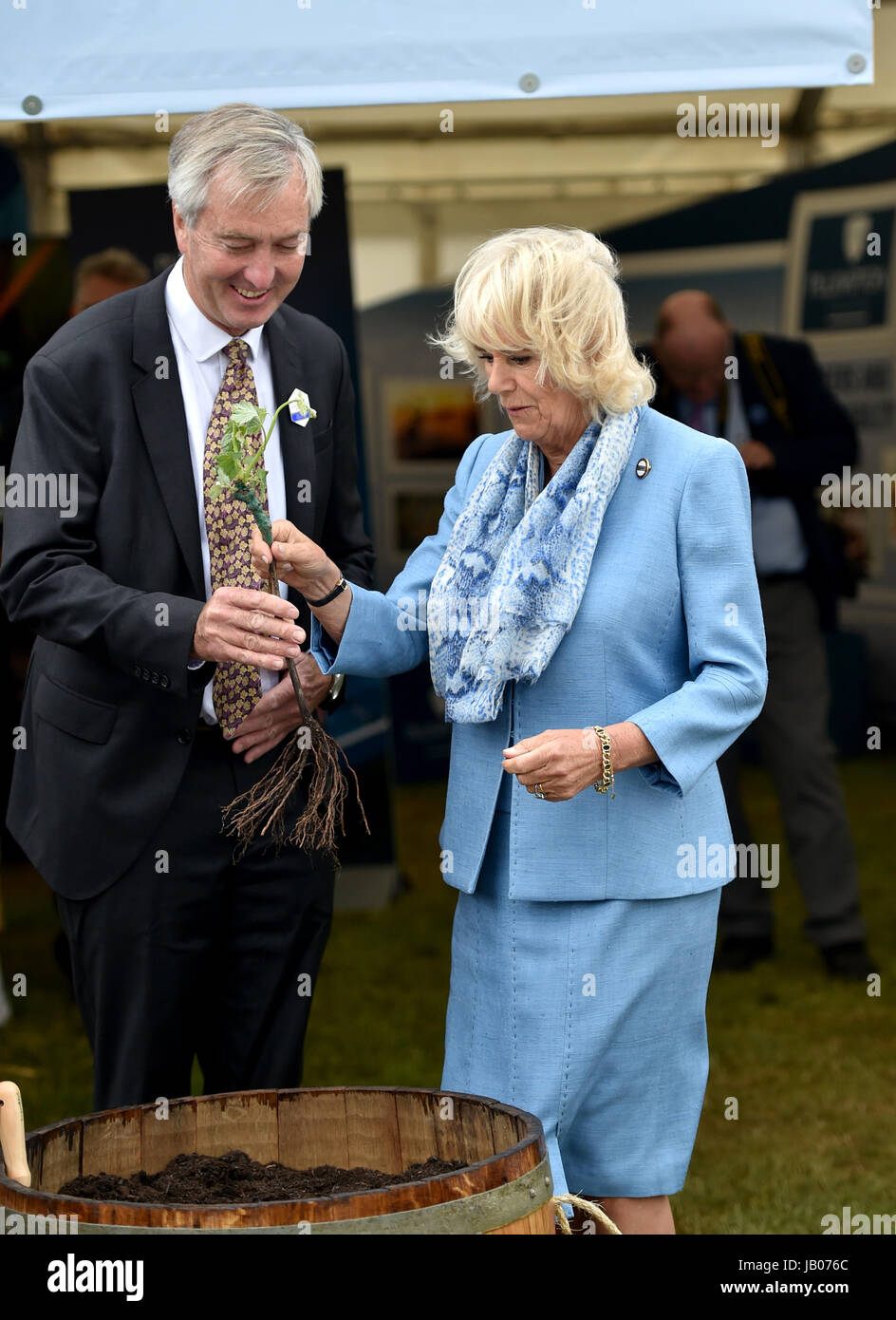 Ardingly Sussex, UK. 8th June, 2017. Camilla the Duchess of Cornwall plants a vine at the South of England Show held at the Ardingly Showground in Sussex . The South of England Agricultural Society is celebrating its 50th anniversary this year showcasing the best of agriculture, horticulture and the countryside in the South of England. Credit: Simon Dack/Alamy Live News Stock Photo