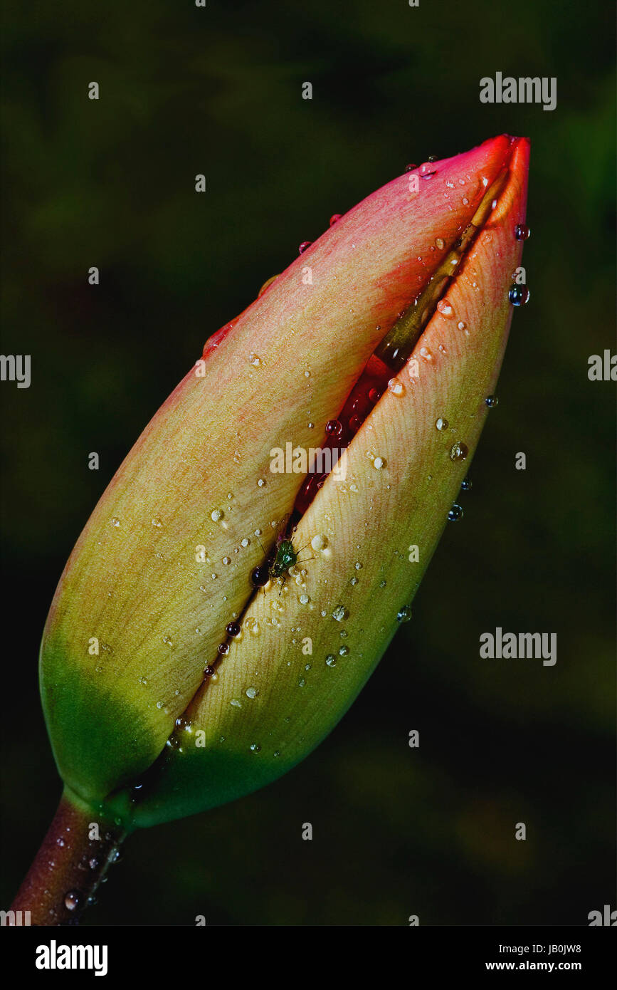close up of a papaveracee papaver rhoeas argemone setigerum hybridum  and a fly Stock Photo