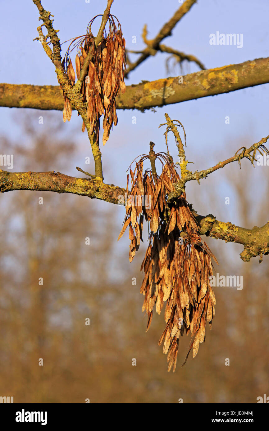 brunette deciduous tree Stock Photo