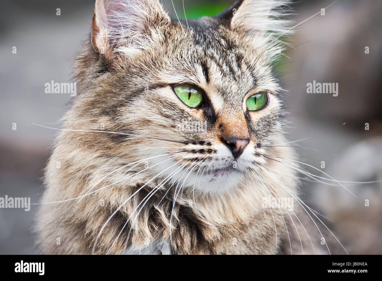 Beautiful close-up portrait of cat with green eyes Stock Photo - Alamy