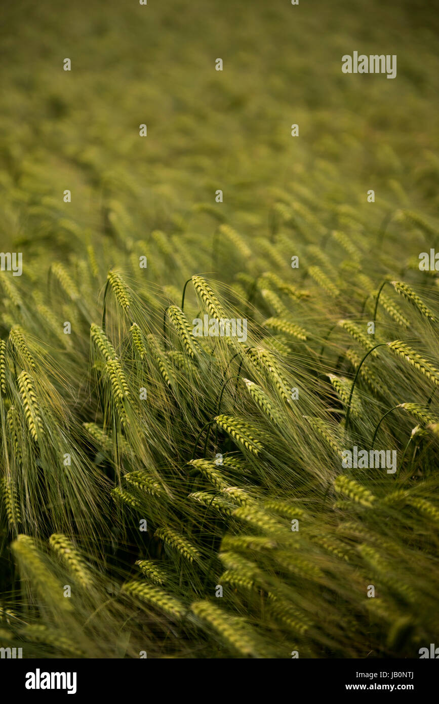 Barley grains hires stock photography and images Alamy