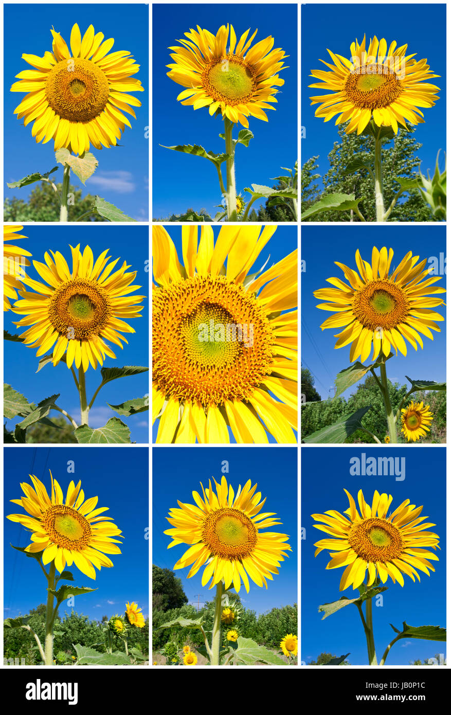 Collection of big yellow sunflowers under blue sky Stock Photo - Alamy