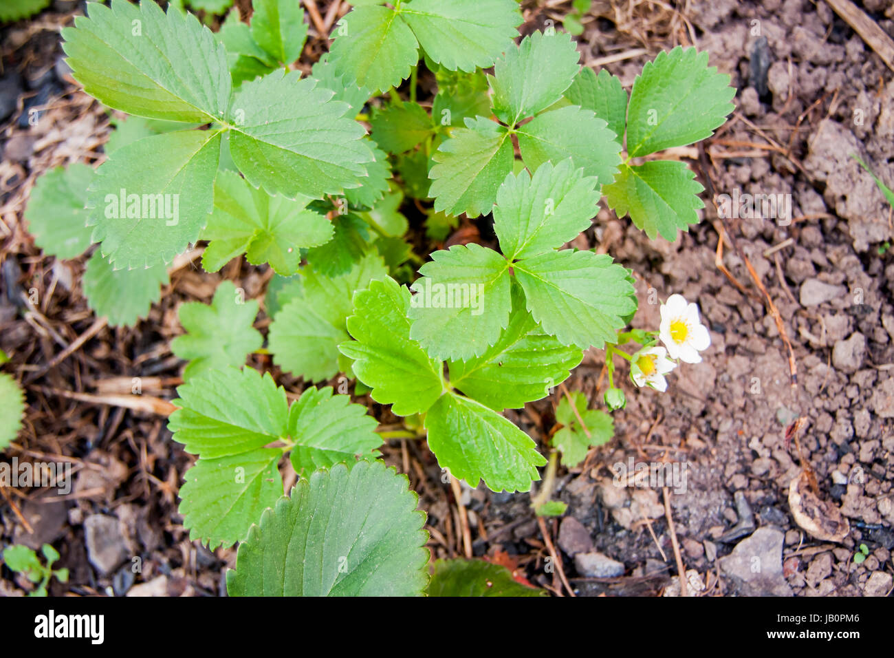 The bushes of strawberries in the garden Stock Photo - Alamy