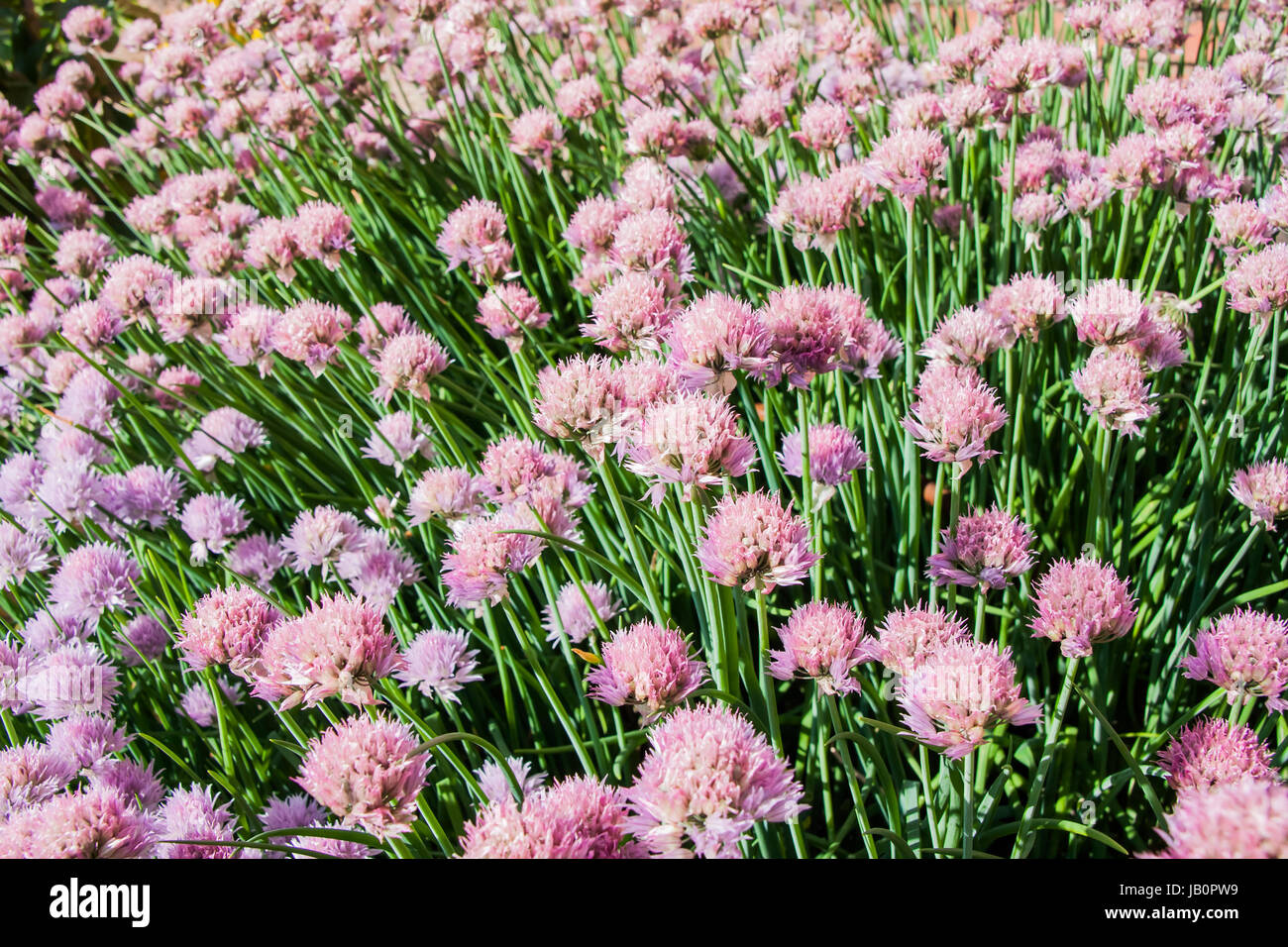 Beautiful pink flowers of chives Schnitt in the garden Stock Photo Alamy