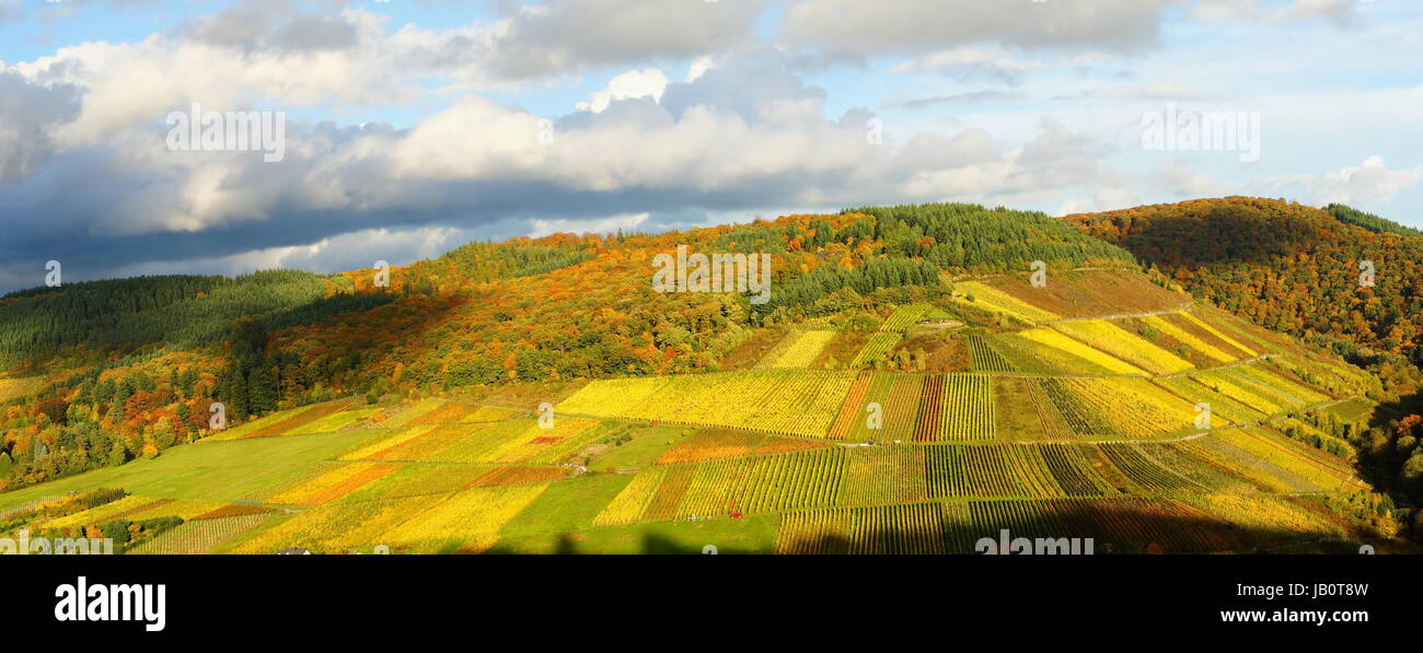 Wald und Weinberge im Herbst Panorama Stock Photo