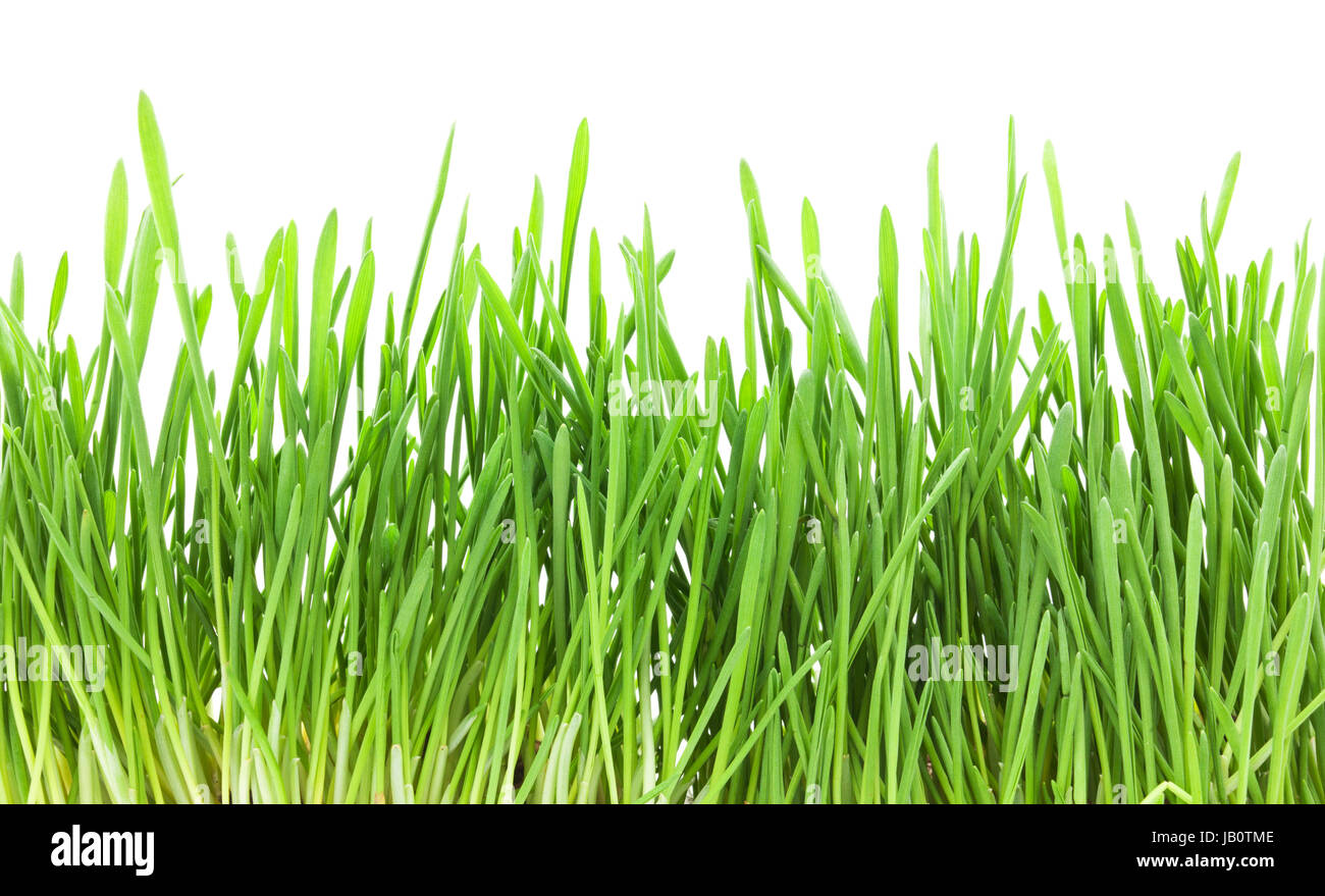 Fresh green grass isolated on white background Stock Photo - Alamy