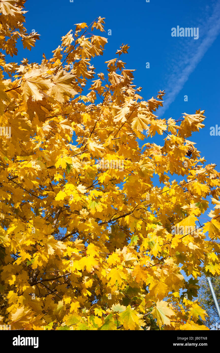 Beautiful photo of autumn maple with golden yellow leaves Stock Photo ...