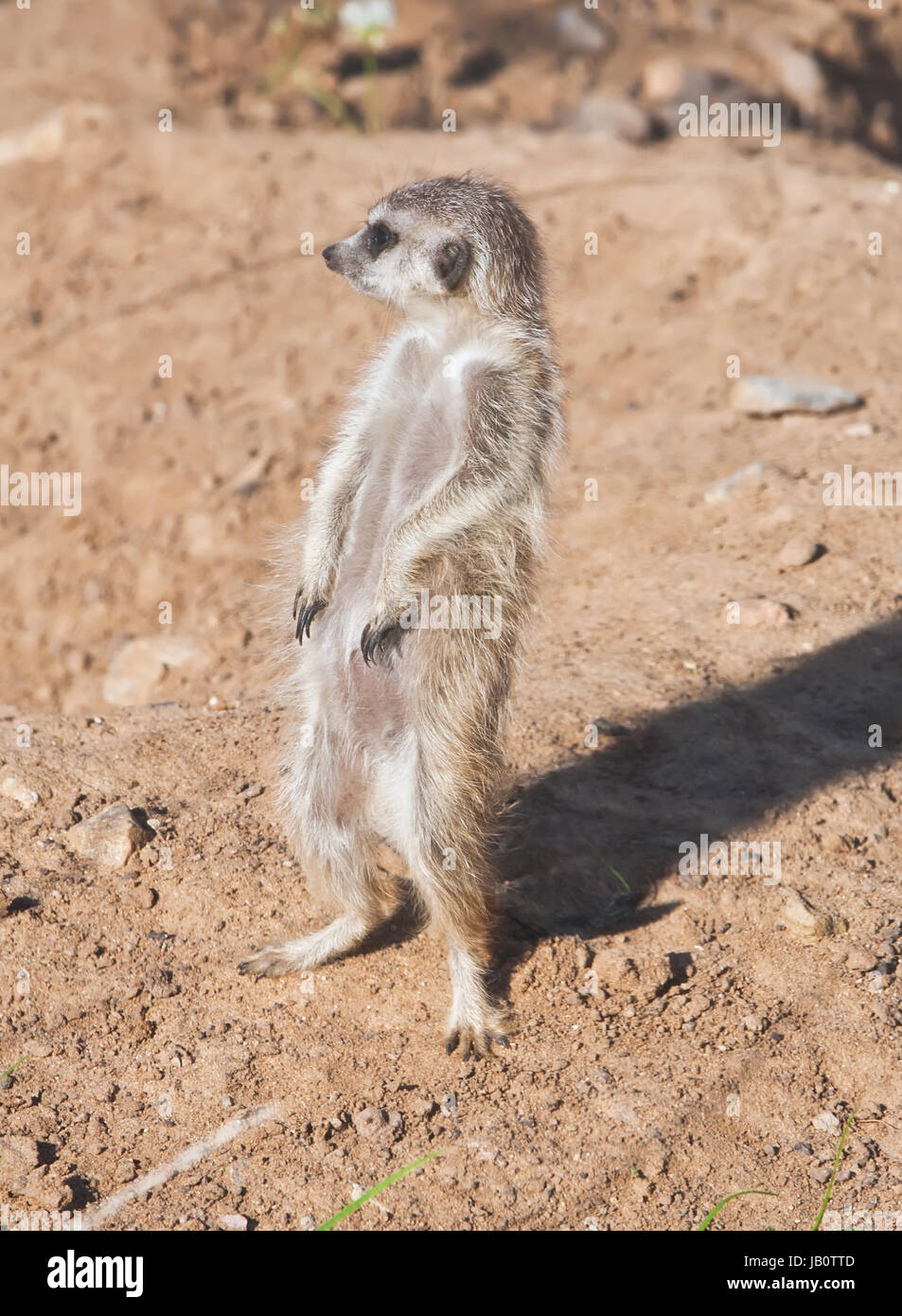 Funny And Cute African Rodent Meerkat Or Suricate Stock Photo Alamy Funny And Cute African Rodent Meerkat Or Suricate Stock Photo Alamy