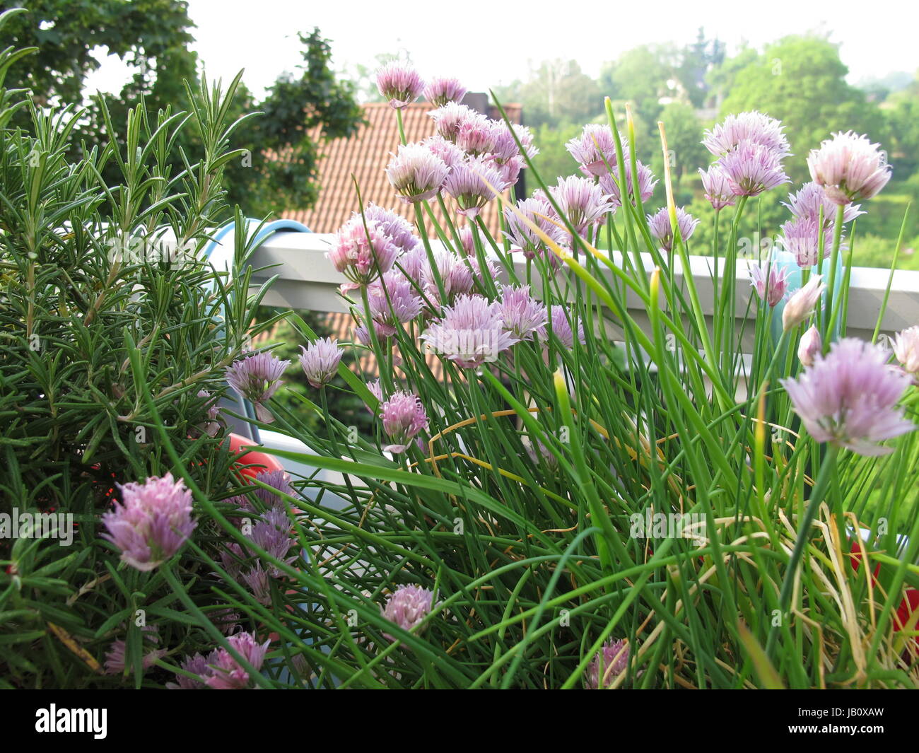 flowering chives and rosemary on the balcony Stock Photo