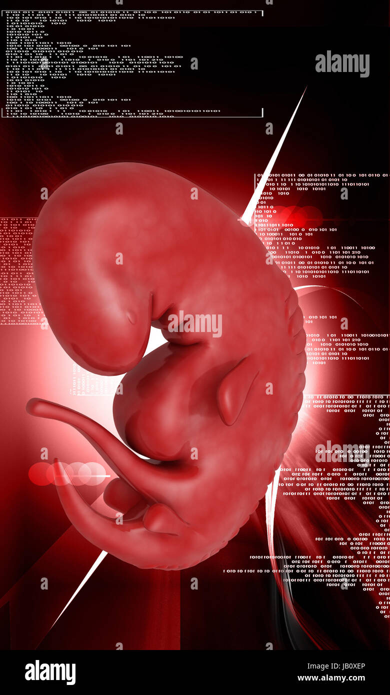 3d scan foetus hi-res stock photography and images - Alamy