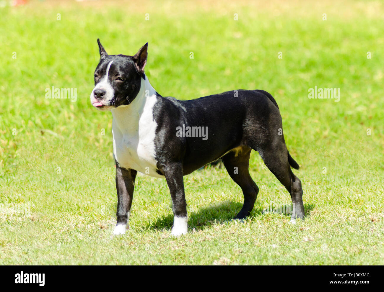 A small, young, beautiful, black and white American Staffordshire Terrier standing on the grass while playfully sticking its tongue out looking like it is mocking someone. Its ears are cropped. Stock Photo