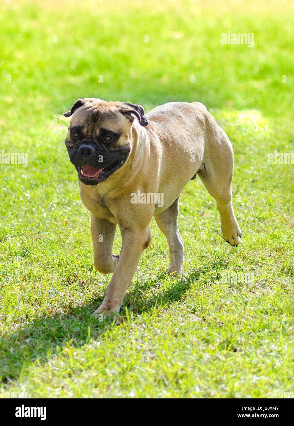 A young, beautiful red fawn, medium sized Bullmastiff dog walking on the grass. The Bullmastiff is a powerfully built animal with great intelligence and a willingness to please. Stock Photo