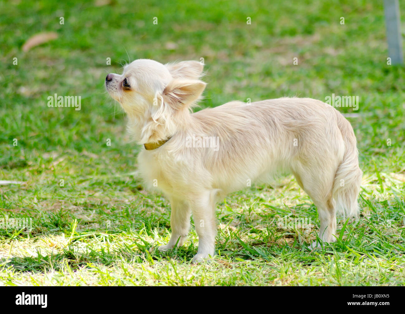 Lilac fawn best sale chihuahua