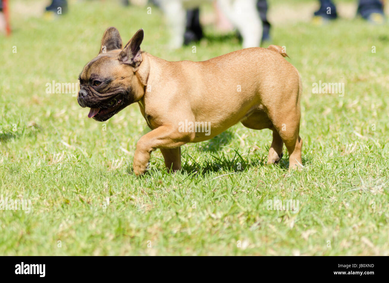 https://c8.alamy.com/comp/JB0XND/a-smallyoungbeautiful-fawn-brown-french-bulldog-with-black-mask-walking-JB0XND.jpg