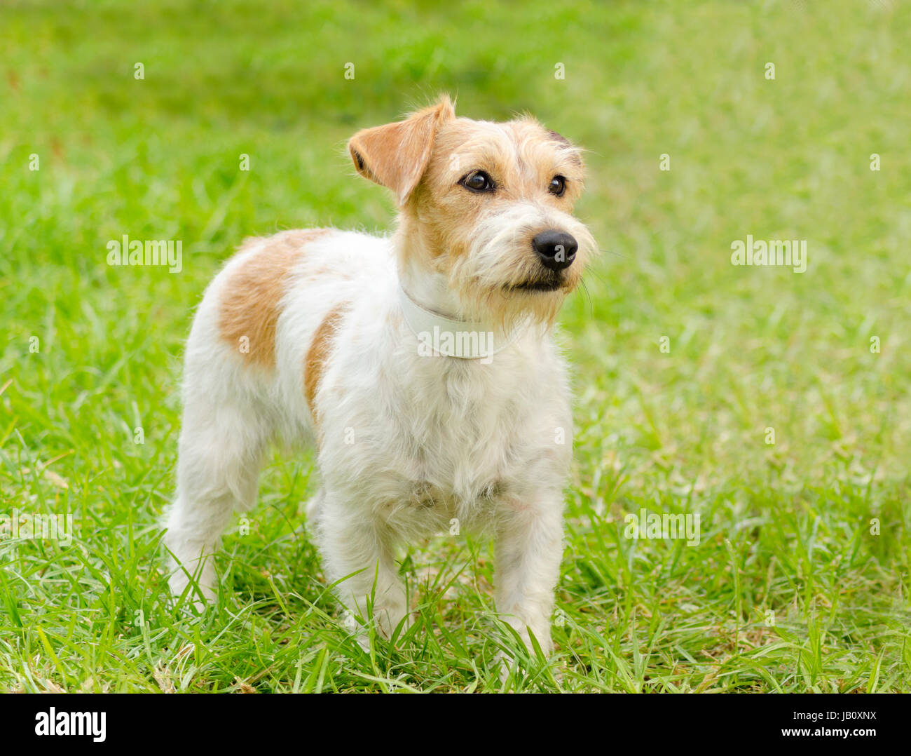 A small white and tan rough coated Jack Russell Terrier dog standing on the grass, looking very
