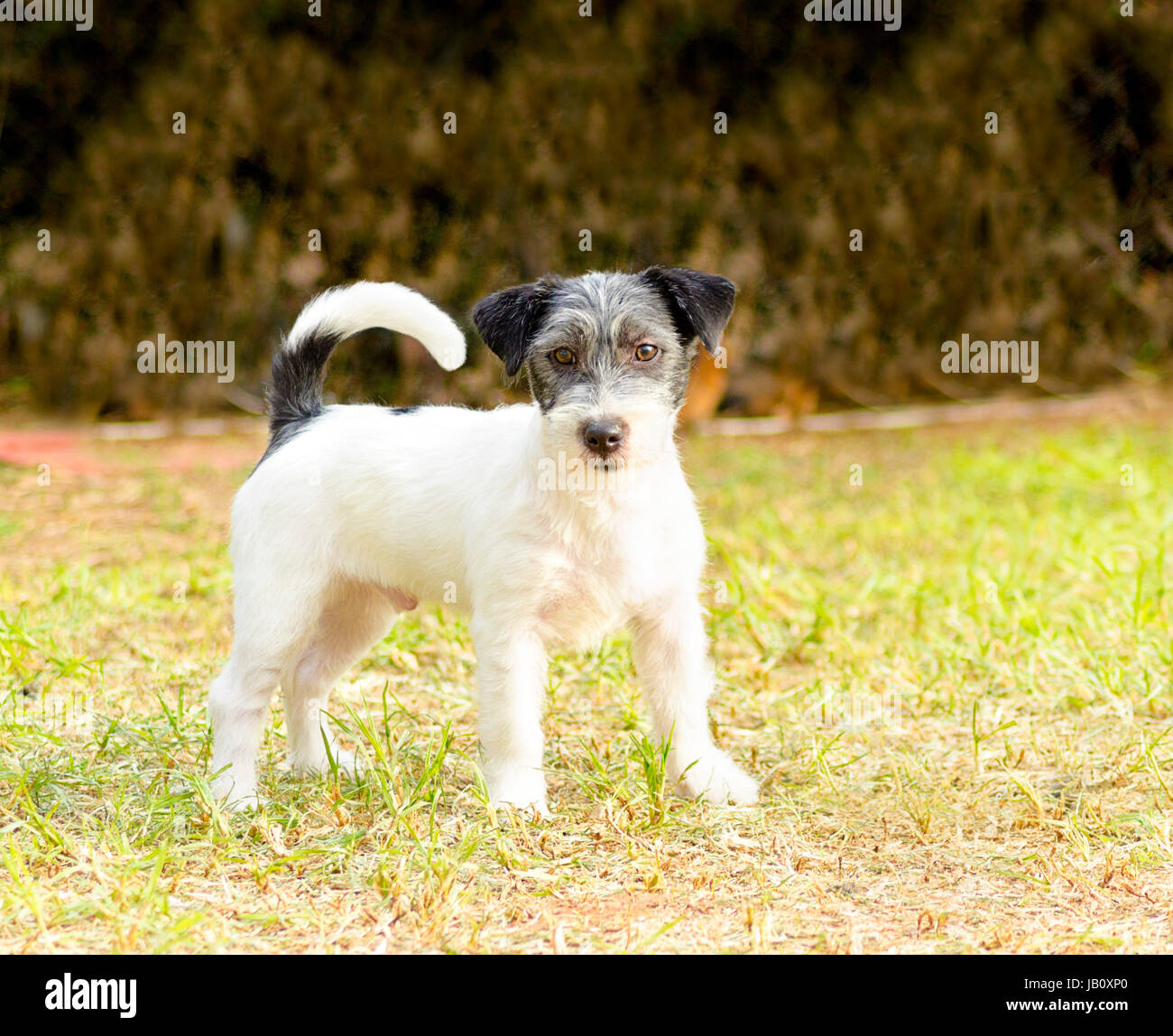 A small white, black and gray rough coated Jack Russell Terrier dog standing on the grass