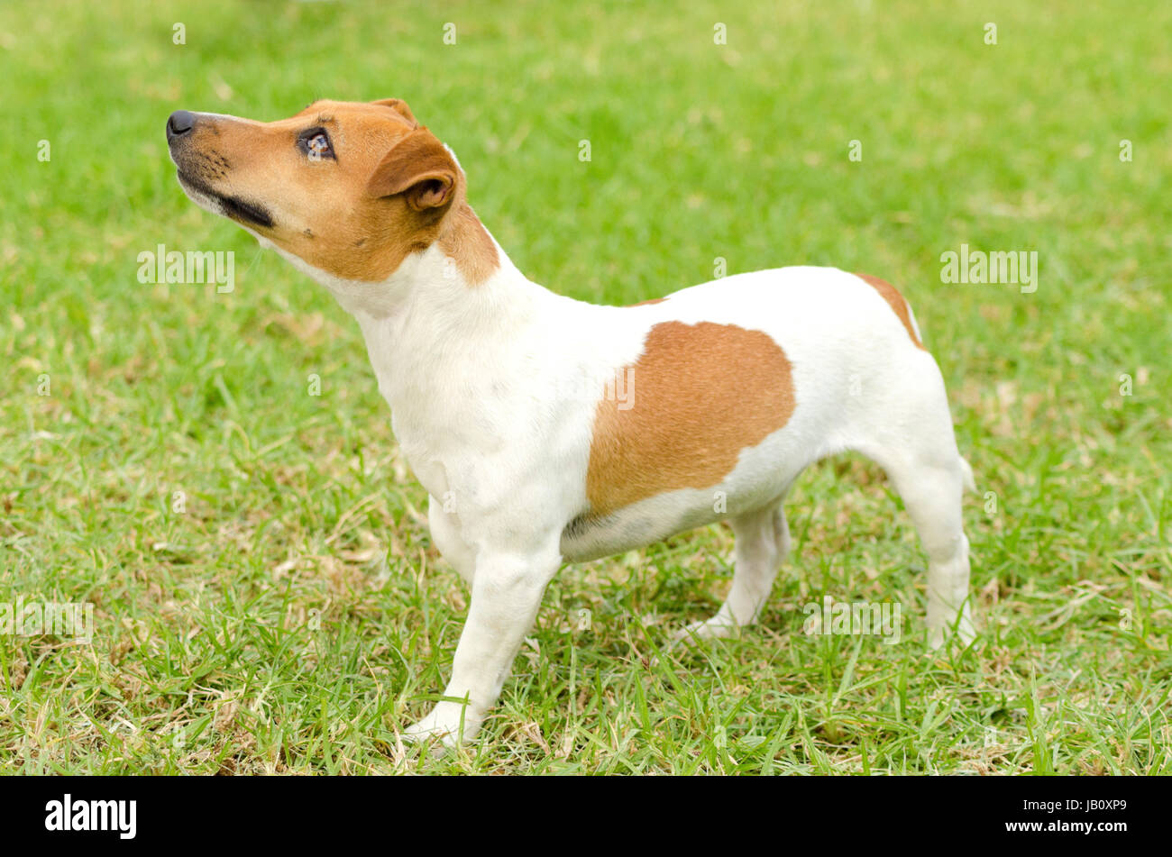 Are Jack Russell Terriers Intelligent