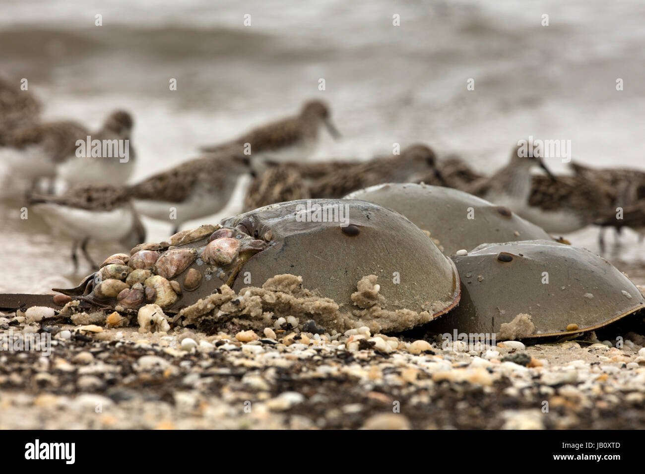 Horseshoe crabs coming spawn beach hires stock photography and images