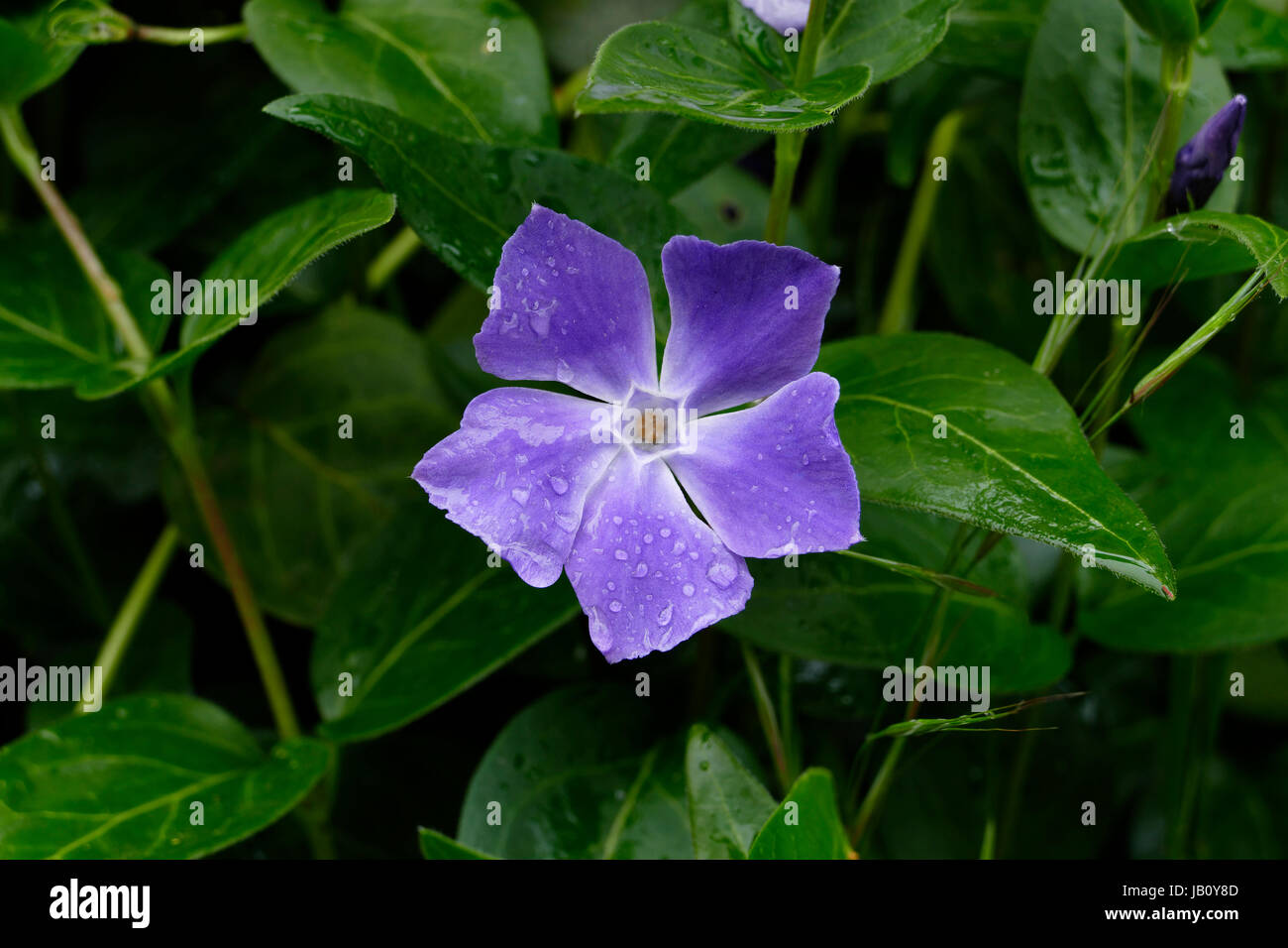 Periwinkle Flower (Vinca major) in bloom in a garden at spring (Suzanne's vegetable garden, Le Pas, Mayenne, France). Stock Photo