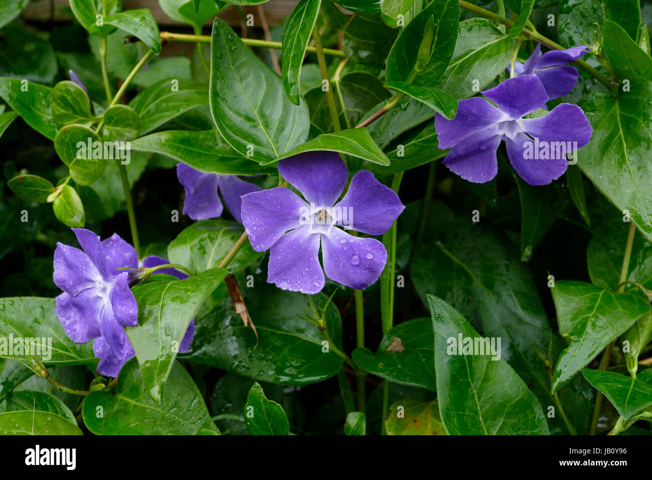 Periwinkle Flower (Vinca major) in bloom in a garden at spring (Suzanne