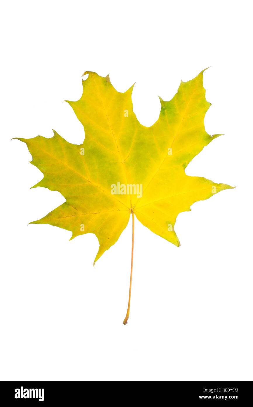 Beautiful maple leaf isolated on white background Stock Photo - Alamy