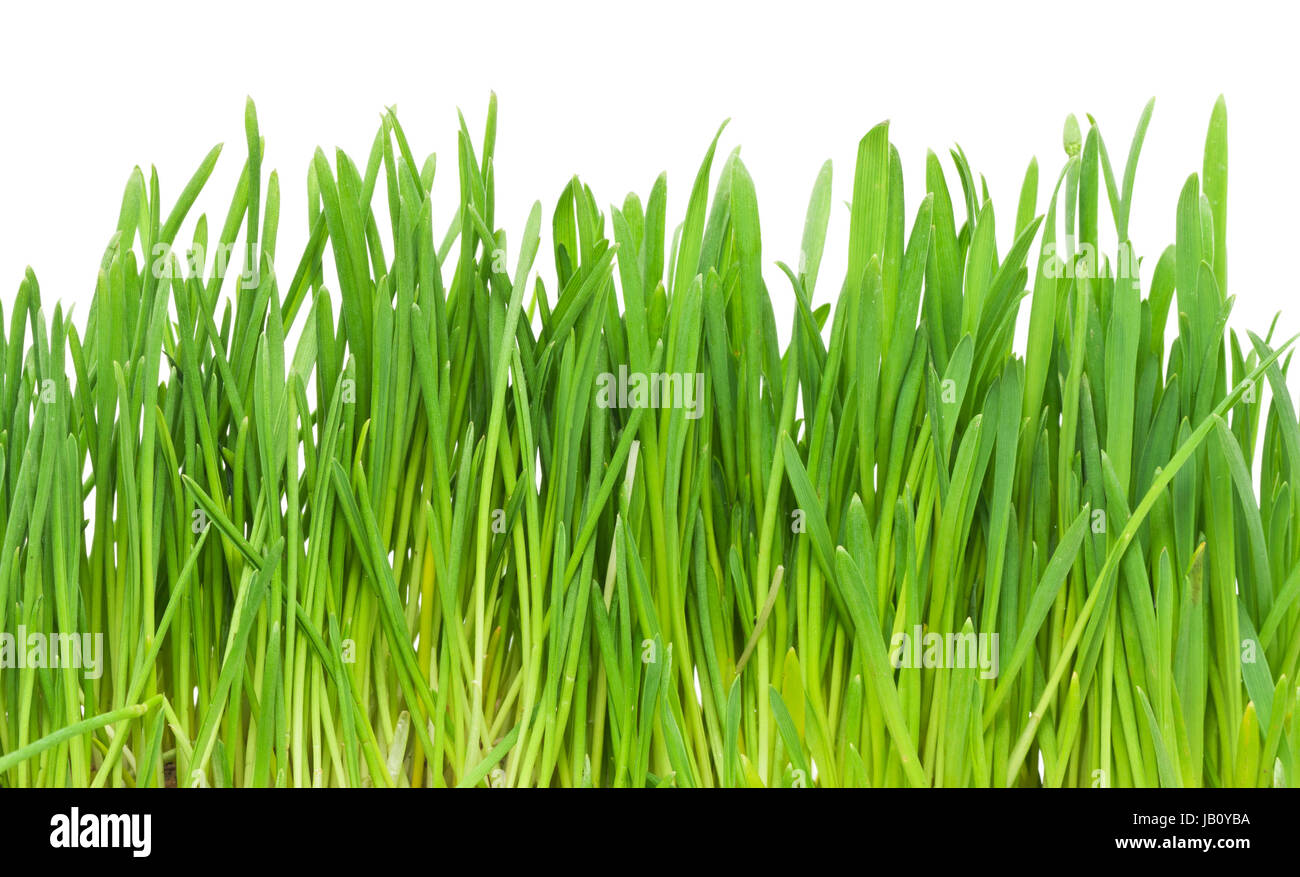 Fresh green grass isolated on white background Stock Photo - Alamy
