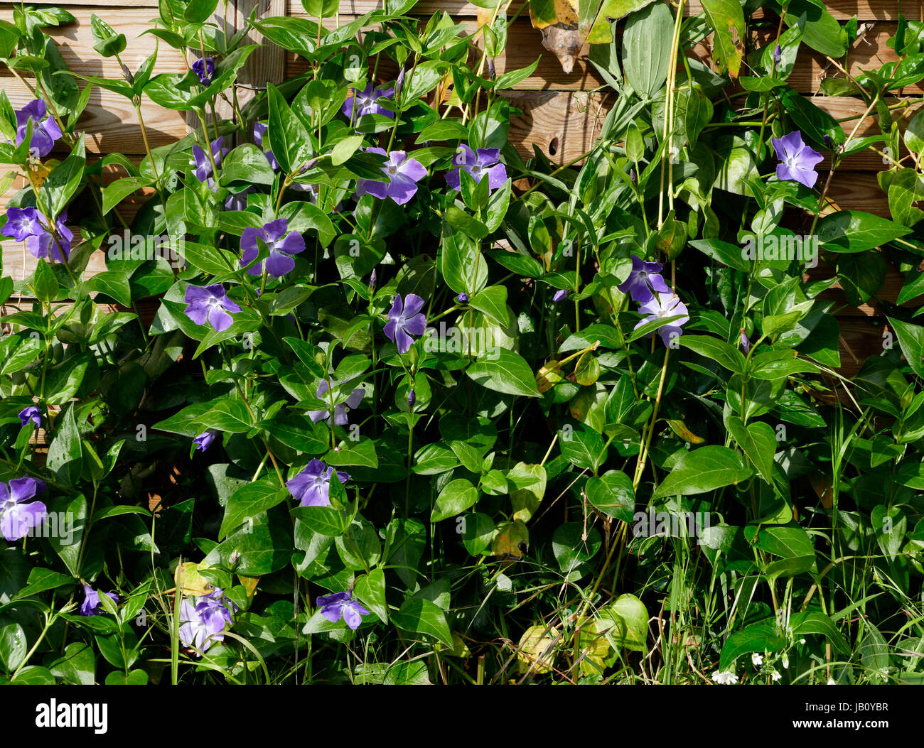 Periwinkle Flower (Vinca major) in bloom in a garden at spring (Suzanne's vegetable garden, Le Pas, Mayenne, France). Stock Photo