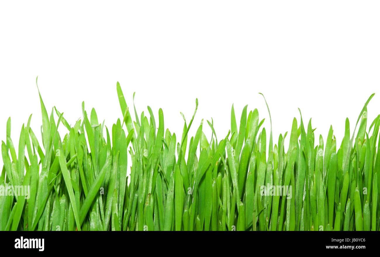 Fresh green grass isolated on white background Stock Photo - Alamy