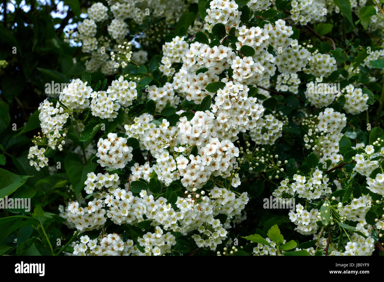 Spirea (Spiraea x vanhouttei) in bloom, in a garden, in may y (Suzanne's vegetable garden, Le Pas, Mayenne, France). Stock Photo