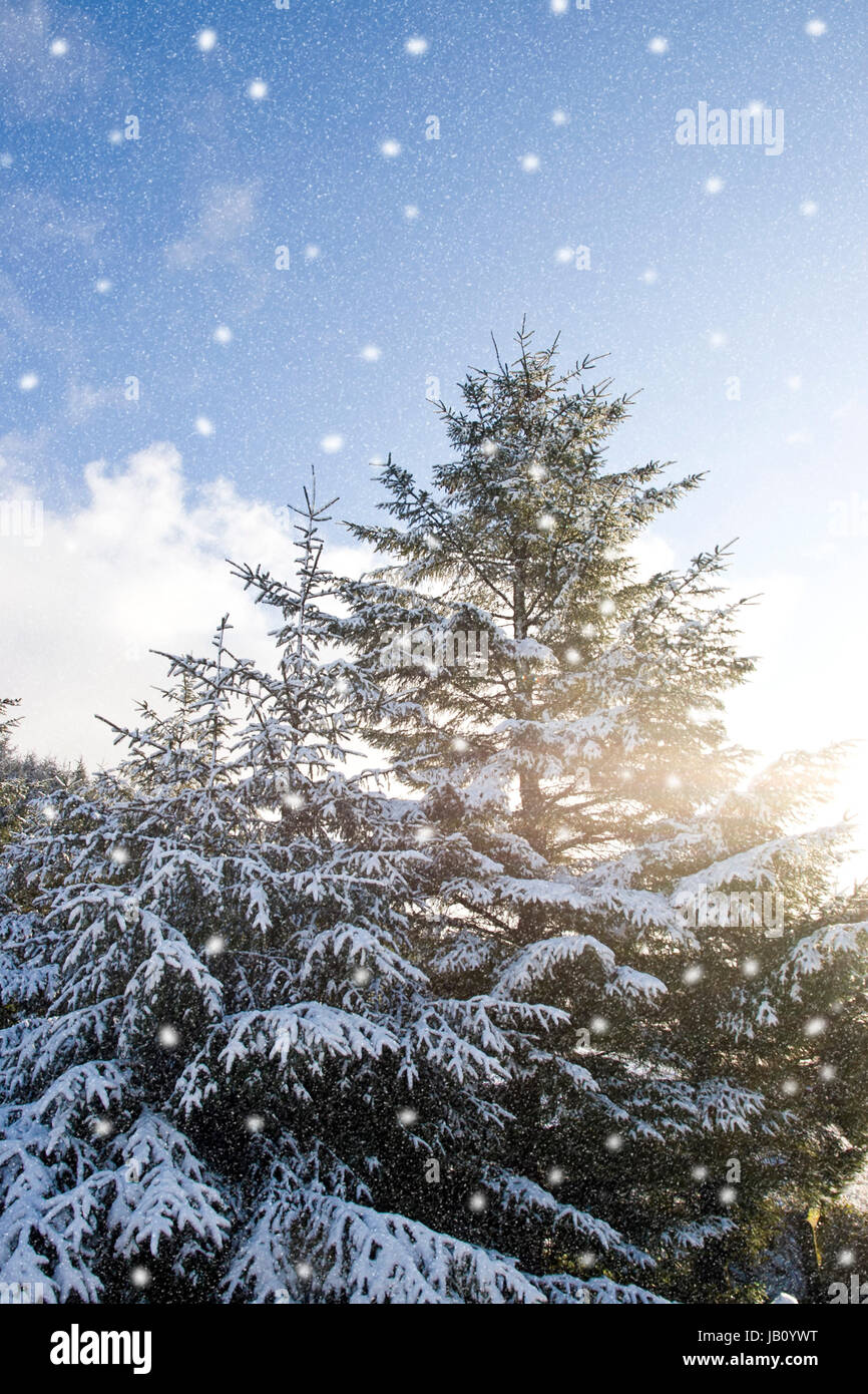 winter snow falling over pine trees in a picture postcard setting Stock Photo