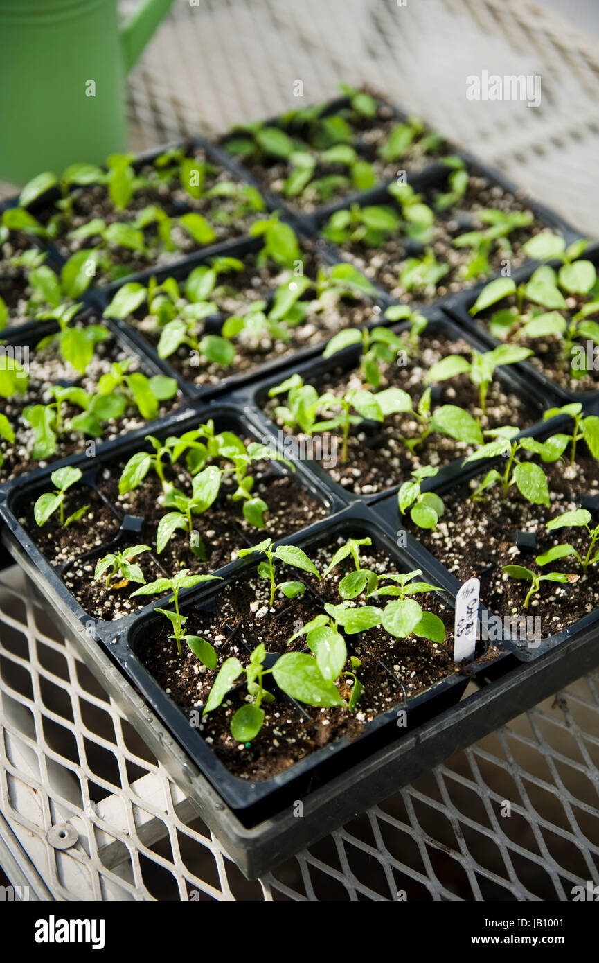 Bright, greenhouse, green, watering can, wire table, white, plants, black, dirt, top view Stock Photo